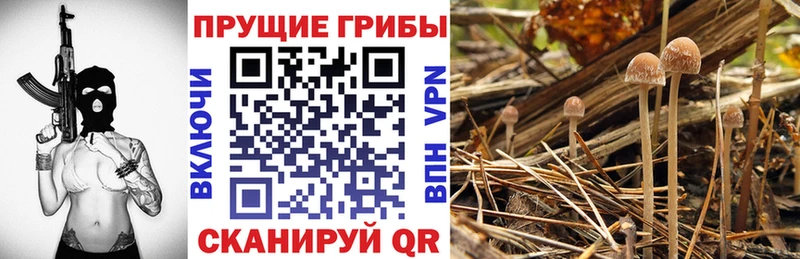 Галлюциногенные грибы мицелий  Ессентуки 